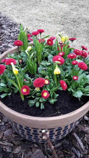 KOLOROWY OGRÓD USŁUGI OGRODNICZE NAWADNIANIE AUTOMATYCZNE